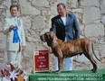 In Memorian - Fila Brasileiro Tigrado - Canil Singular - Podiuns